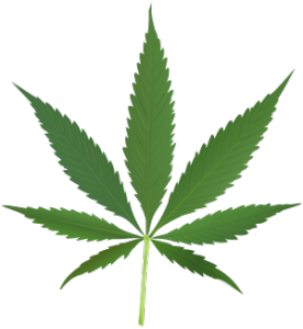 300px-Cannabis_leaf_2.svg_2